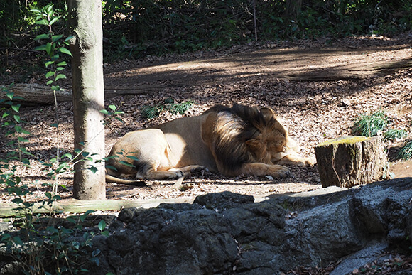 前足を枕に眠る雄ライオン
