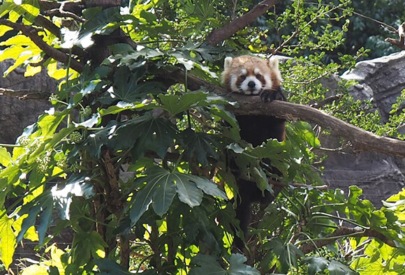 枝に前足をかけて覗くレッサーパンダ