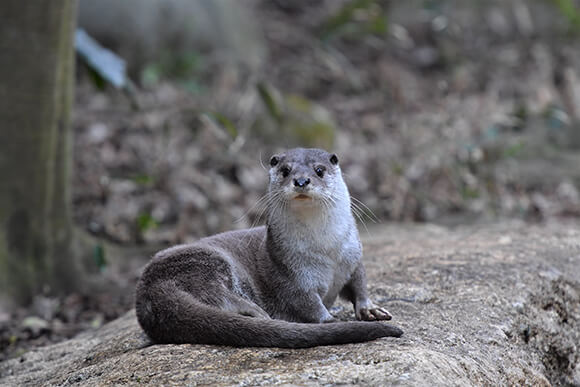 こちらを見上げるカワウソ