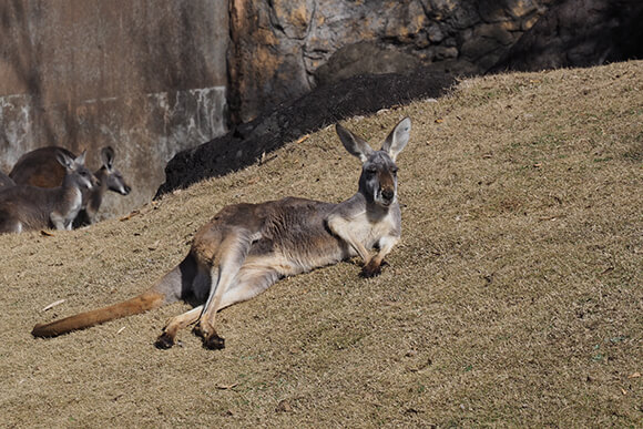 広い芝生でのんびり眠るカンガルー