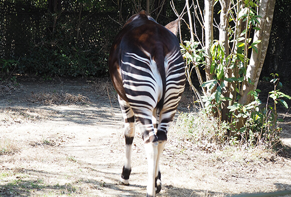 シマウマみたいなオカピの後ろ姿