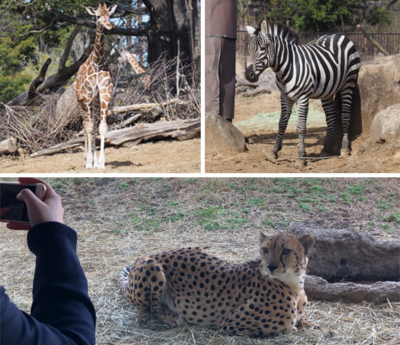 キリンシマウマチーターの写真