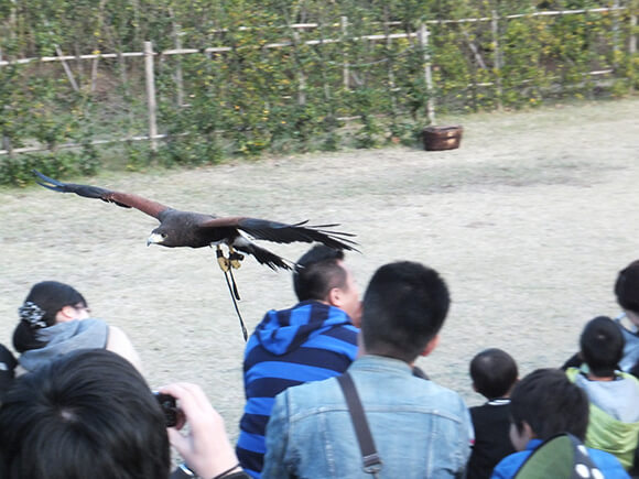 翼を広げて腕にとまるインコ