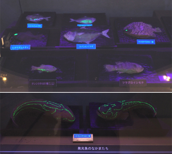 体の一部や模様が発光する生き物たち