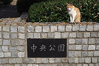 中央公園の石看板