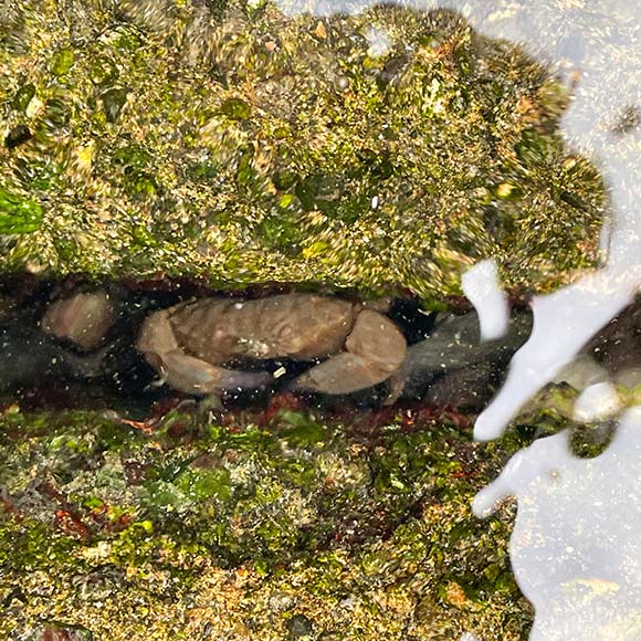 岩の中に隠れている小さな蟹