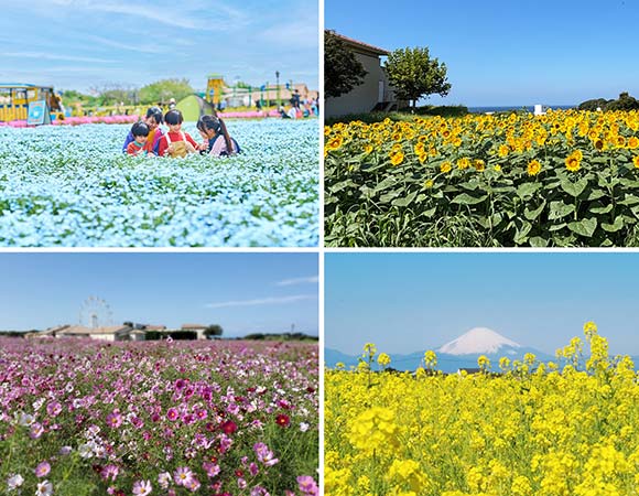 ひまわりやネモフィラなどの花畑