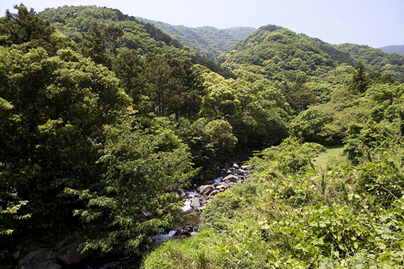 木々に囲まれた川