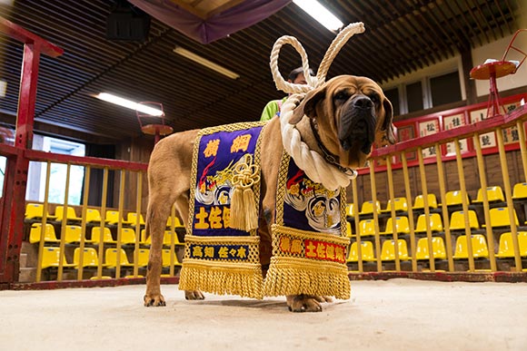 化粧まわしをつけた土佐犬