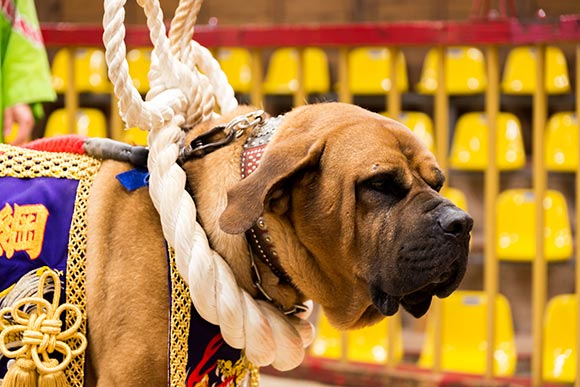 土佐犬と触れ合い 芋けんぴタワーでびっくりする高知市のおすすめデートコース 免許と一緒に タイムズクラブ