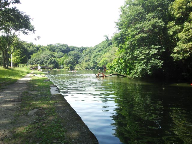 緑豊かな小川