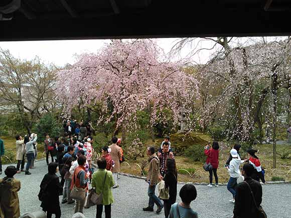 桜を見上げたり写真を撮る人々