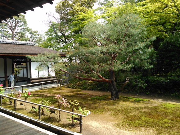 立派な松の前に可愛いお花も