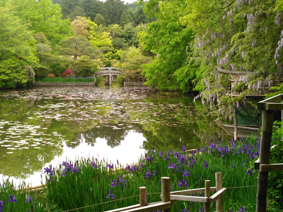 鮮やかな緑とあやめの紫が池を囲む