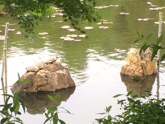 石の上に仲良く並ぶ亀たち