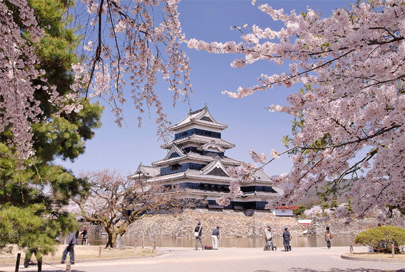 桜に囲まれた松本城