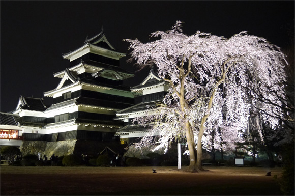 ライトアップされた松本城と桜