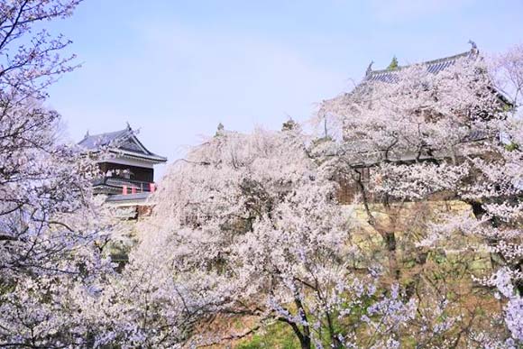 満開の桜と上田城