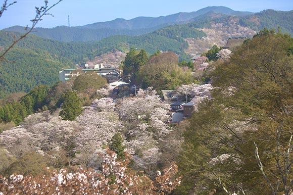 ピンクの桜と緑の山の景色