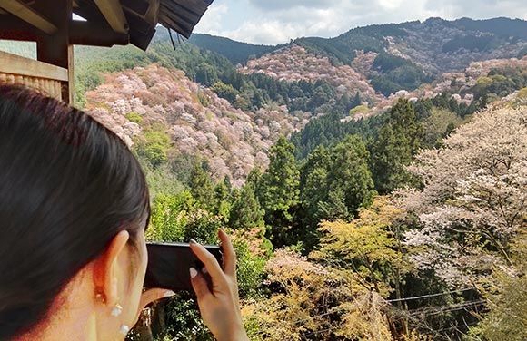 桜の風景を撮影する女性