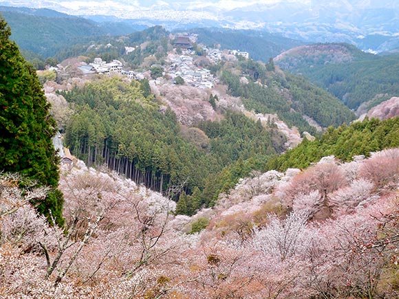 白やピンクの桜と山々