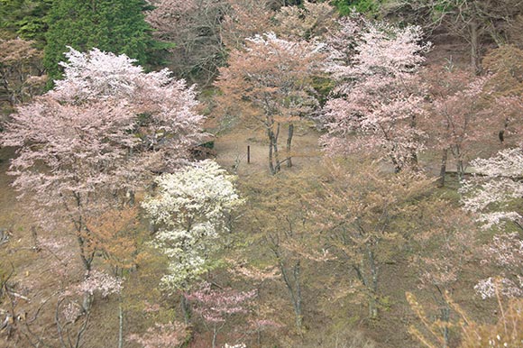 素朴な色の桜の木々