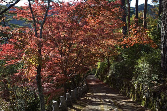 紅葉に囲まれた道