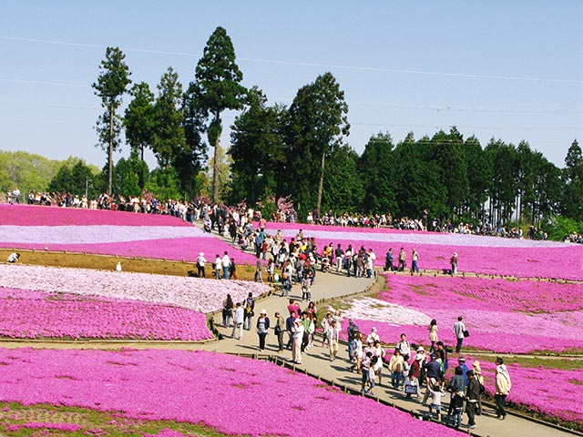 ピンクの芝桜が広がる絶景