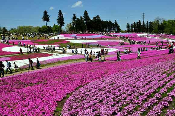 デザイン性のある植え方の芝桜