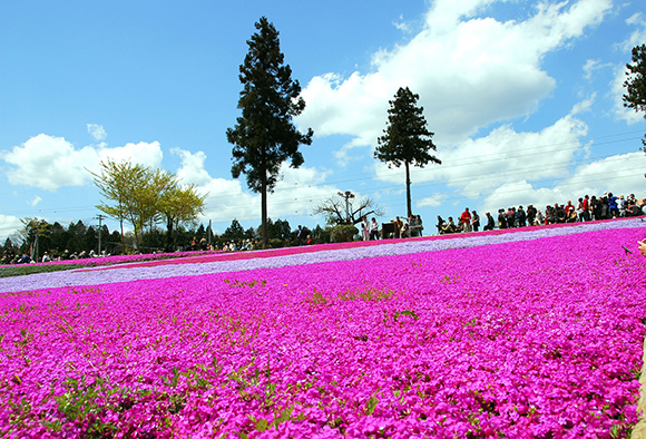 青空と濃いピンクの芝桜