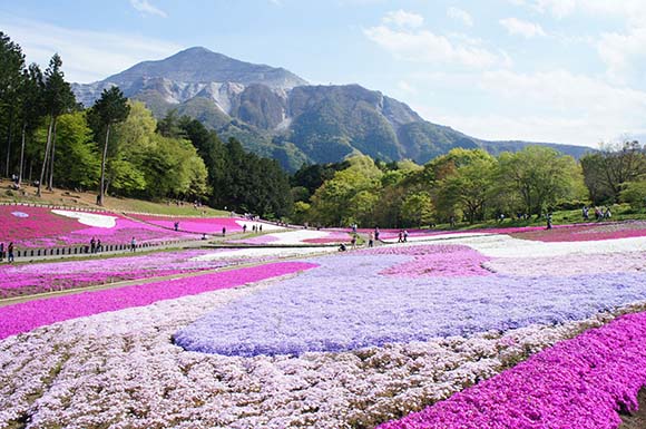 芝桜と遠くに見える武甲山