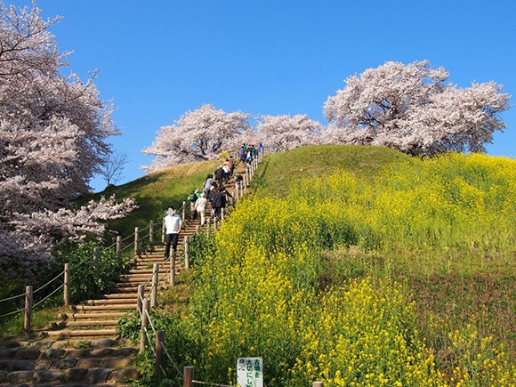 桜が満開の丸墓山古墳の様子