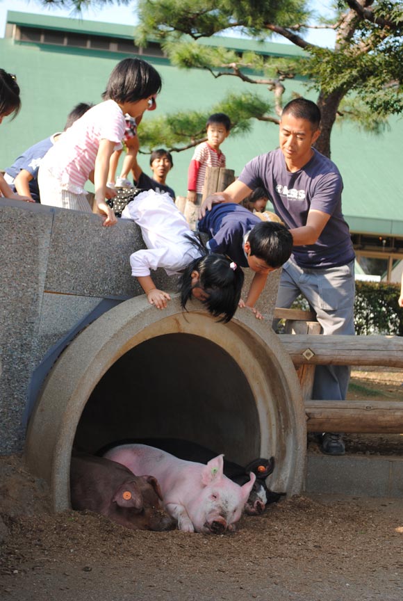 土管で眠る豚と覗く子どもたち