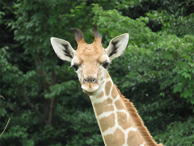 キリンの正面アップ