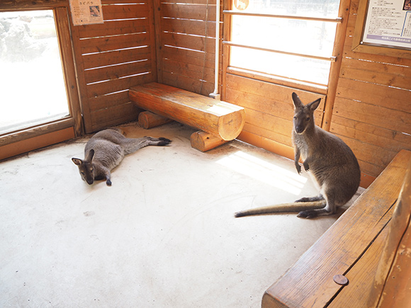 ワラビーのいる小屋