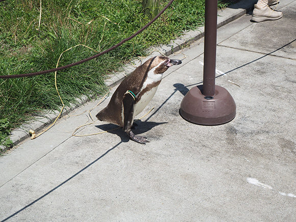 ロープをくぐるペンギン