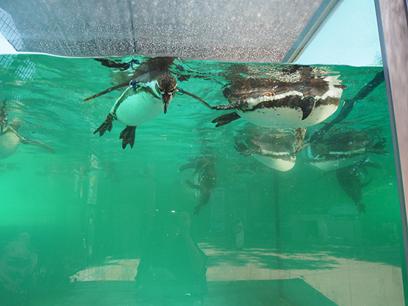 プールに浮かぶペンギン