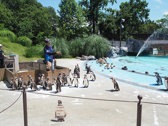 集まるペンギン