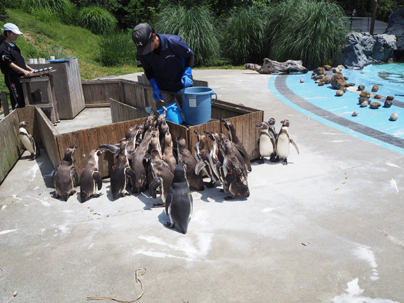 飼育員さんとペンギン