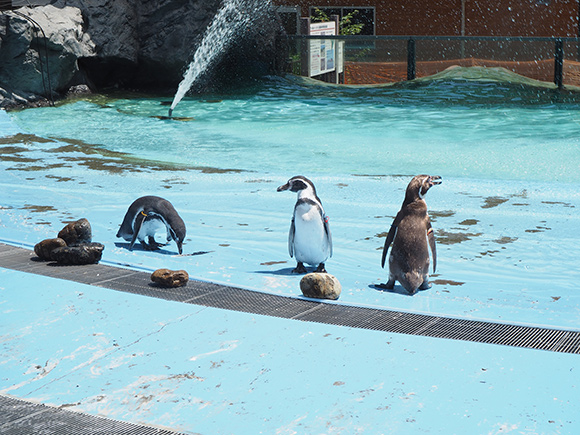 3匹のペンギン