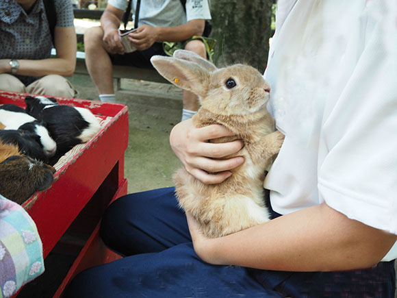 茶色い大きなウサギ