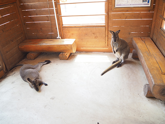 小屋の中のワラビー