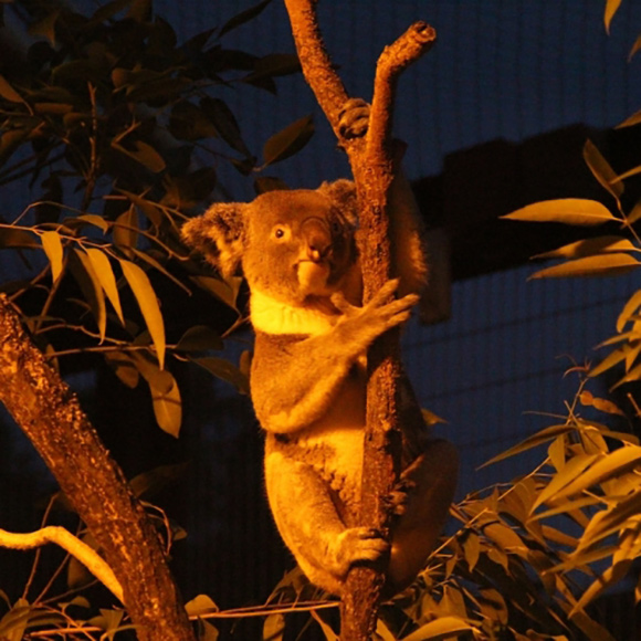 夜のコアラ
