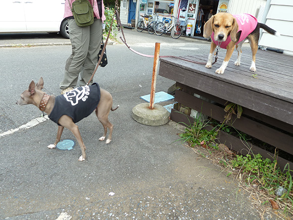 色違いの洋服を着た犬たち