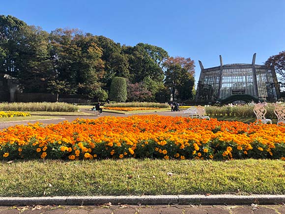 花壇に咲くオレンジの花