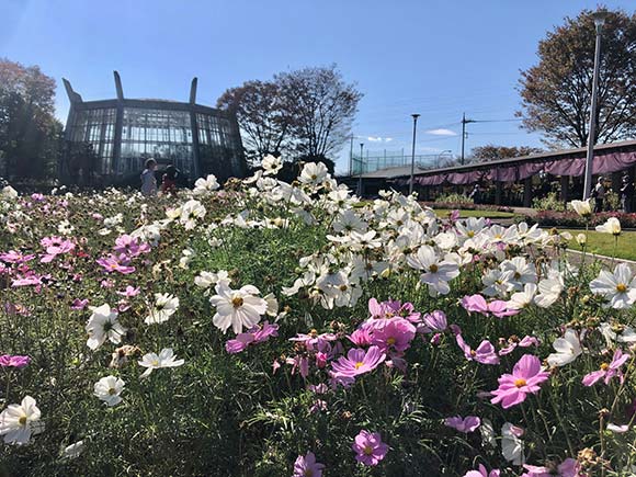 花壇に咲くコスモス