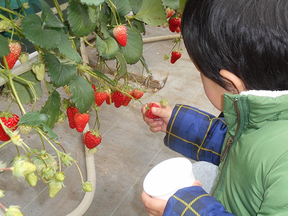 いちごを収穫する子ども