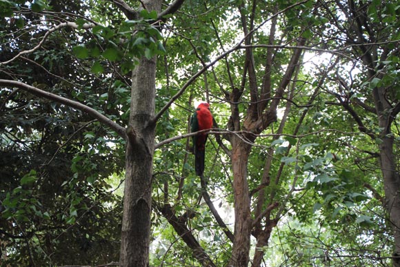 木にとまる赤い鳥
