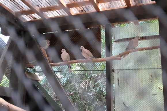 オリの中のとまり木にとまる鳥たち