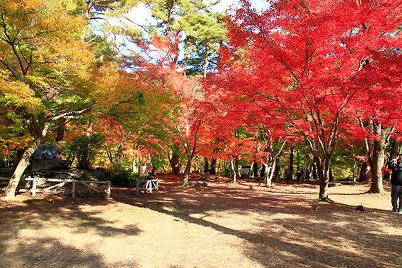 鮮やかな色をした紅葉